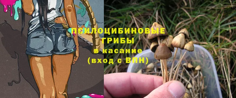 купить  сайты  Кашира  Псилоцибиновые грибы MAGIC MUSHROOMS 